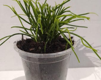 Rhipsalis Baccifera Mistletoe Cactus- Cashero Spaghetti fits 4" Succulent Live houseplant