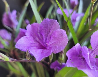 TWO Rooted Mexican Petunia- Perennial, Heat/drought. Full sun, fast easy grow, hummingbird, bee butterfly pollinators mother day gift