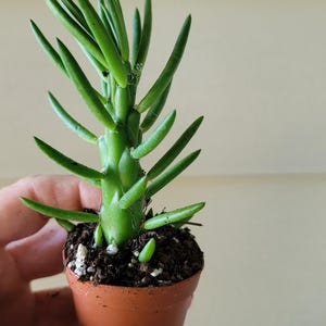 May include: A small, green succulent plant in a brown terracotta pot. The plant has long, slender, green leaves and a thick, green stem. The pot is filled with dark soil and small white pebbles. The plant is held in a hand.