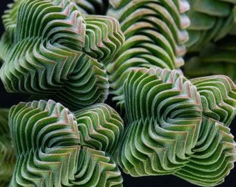 Rare Crassula buda temple succulent beginner plant drought tolerant, easy maintenance sale gift idea easter