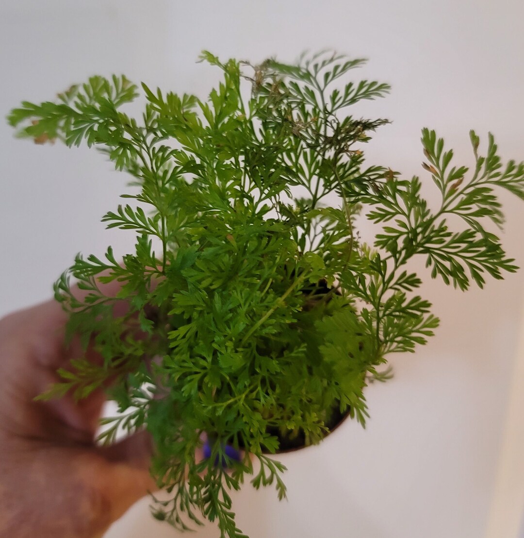 Rabbit Foot Fern Good Luck Plant With Priority Ship & Heat Pack Live House Plant Easy Care Gift
