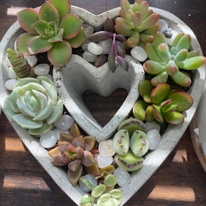 May include: A heart-shaped concrete planter with a variety of succulents planted inside. The succulents are in different shades of green, red, and brown.