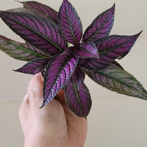 Purple Persian Shield Plant: Vibrant Metallic Foliage, Strobilanthes Dyeriana (2 Plants)