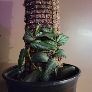 Sphagnum Moss Plank Plant Support: 3&quot; Wide, Climbing Vine & Aroid