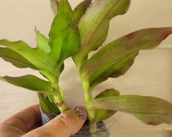 2 Basket Plants | Callisia Octopus Chain - Live Rooted Houseplants - Drought tolerant