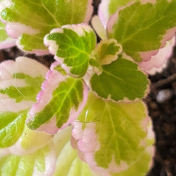 Mint Creeping Charlie Plant Etsy