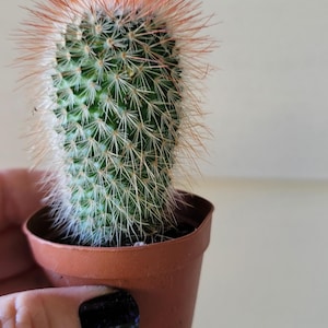 May include: A small cactus in a brown plastic pot. The cactus is green with white spines and orange-red tips. The plant is held by a person. The background is a light beige wall.