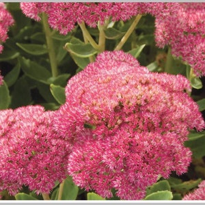 Sedum Autumn Joy Stonecrop - Perennial Live Plants, Easy-Care Flowering Groundcover, Pollinator-Friendly Butterfly Gardens