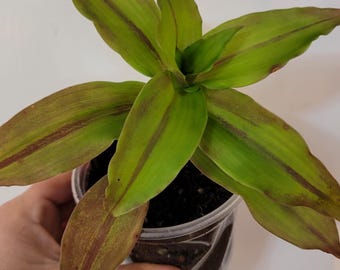 Basket plant - Callisia fragrans- Grandpa's Pipe- aka chain inch plant