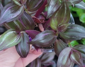 Wandering Jew Purple Variegated – Easy Care Live Houseplant- Multiple Plants
