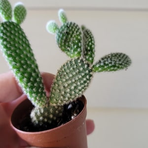 May include: A small potted cactus, likely a bunny ears cactus, with green, pad-like stems covered in tiny white spines. The plant is in a small brown plastic pot, held by a hand. The background is a plain, light-colored wall.