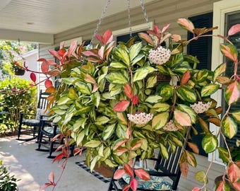 Hoya Lisa Variegated Tricolor-  Live,  Rooted Houseplant
