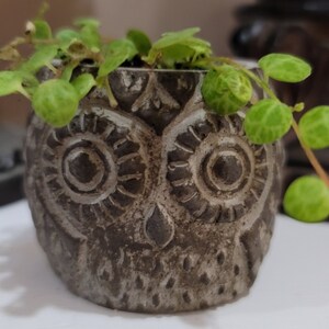 May include: A gray ceramic owl planter with a green succulent plant growing out of the top. The owl planter has detailed eyes and a textured surface.