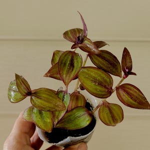 Wandering jew variegated Tradescantia Zebrina Multi color Rooted basket