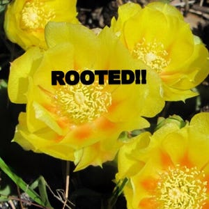 Rooted Eastern Prickly Pear - Cold Hardy Cactus: Yellow Blooms, Native Opuntia humifusa, pollinators