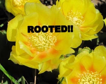 Cold Hardy Rooted Eastern Prickly Pear Paddle Cactus: Yellow Blooms, Native Opuntia humifusa, pollinators