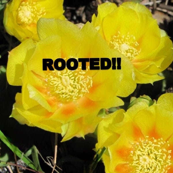 Rooted Eastern Prickly Pear - Cold Hardy Cactus: Yellow Blooms, Native Opuntia humifusa, pollinators