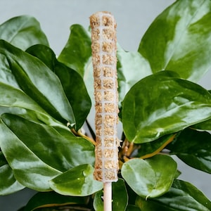 Moss pole, WHITE mesh 2.5&quot; diameter, staked stackable sphagnum totem moss pole, different lengths