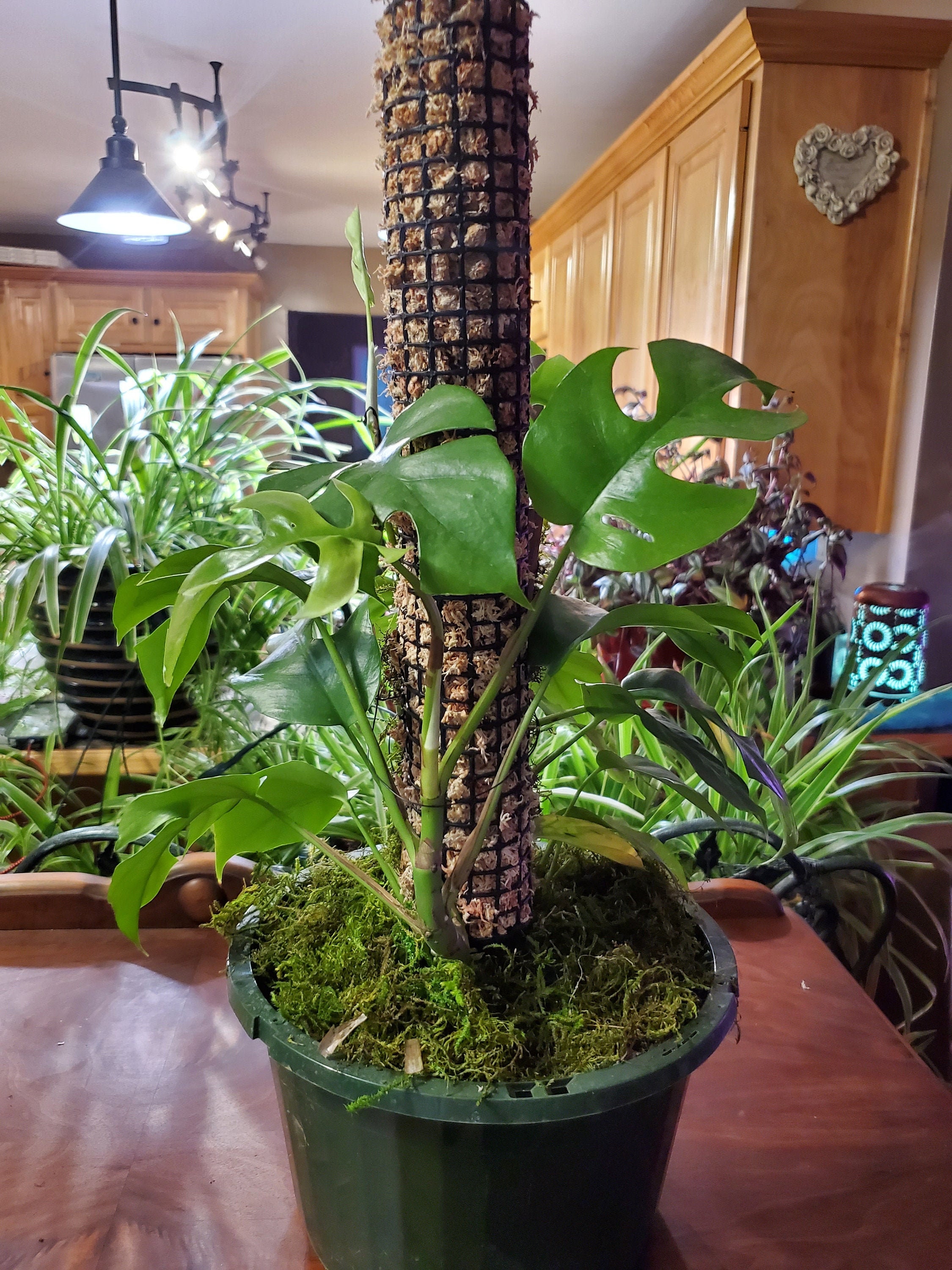 2.5" wide staked moss pole - for large huge climbing plants, support, aeration sale