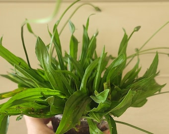 Large Clump of Common Plantain Narrow Live Plant – Native Pollinator Perennial- Cottage Garden Landscape