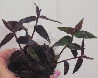 Rare Hybrid Trailing Plant – Jose Puig hb Dark Desire Tradescantia, Easy Care Greenery