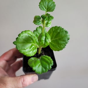 SALE! Sweden Ivy Glossy Leaf Creeping Charlie Creep - live rooted house plant, charley swedish father day gift idea