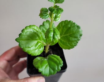 Sweden Ivy Glossy Leaf Creeping Charlie Creep- HEAT PACK INCLUDED- live rooted house plant, charley swedish gift idea