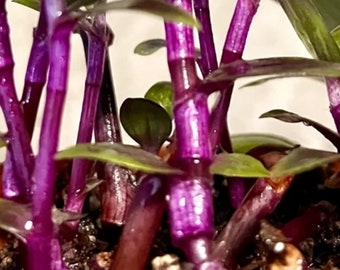 Purple Scimitar Wandering Jew Plant-  Tropical live Houseplant