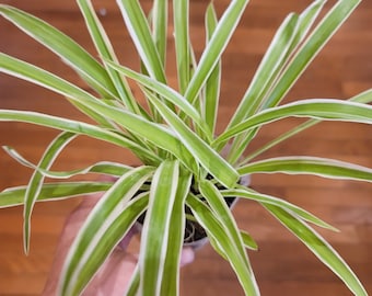 Variegated Spider Plant: Easy-Care Live Houseplant, Air Purifying