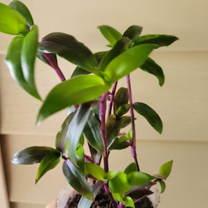 Purple Scimitar Wandering Jew Plant: Rare Tropical Houseplant