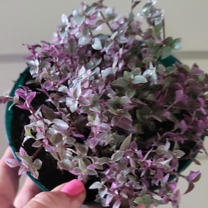 This Callisia Pink Panther—aka Callisia Repens, Pink Lady, Turtle Vine, and Inch Plant—offers lush cascading growth perfect for hanging baskets, rock wall pockets, or spreading as a soft ground cover. It’s incredibly easy to grow indoors or outdoors, rewarding you with dense, colorful foliage that thrives with minimal care. Spring live house plant sale for mother father day, friend or teacher gift.