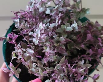 Turtle Vine Pink Panther- Callisia Tradescantia - 4" Live house plants. Easy grow dish garden, hanging baskets, rock walls