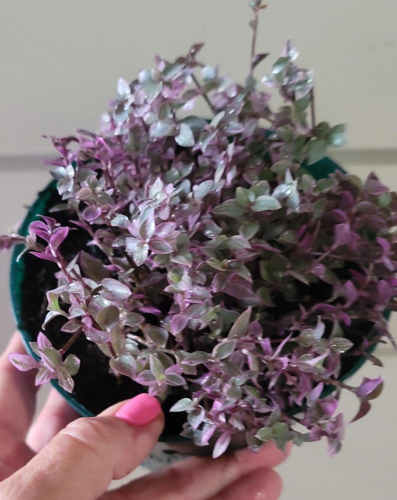 This Callisia Pink Panther—aka Callisia Repens, Pink Lady, Turtle Vine, and Inch Plant—offers lush cascading growth perfect for hanging baskets, rock wall pockets, or spreading as a soft ground cover. It’s incredibly easy to grow indoors or outdoors, rewarding you with dense, colorful foliage that thrives with minimal care. Spring live house plant sale for mother father day, friend or teacher gift.