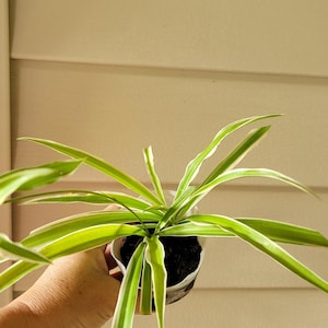 Variegated Spider Plant EXACT PLANTS - Live Houseplant, air purifying, pet safe