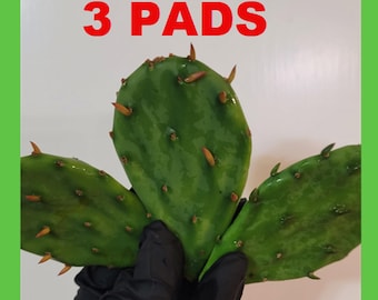 3 Eastern Prickly Pear Cactus Pads - Cold Hardy – Native Opuntia humifusa Yellow Bloom Pollinator Plant