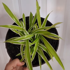Variegated Spider Plant 5 Inch Pot - Low Maintenance live Houseplant, air purifying, pet safe