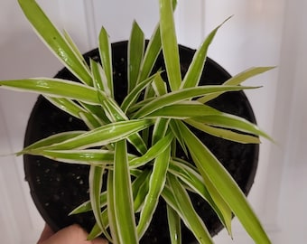 Variegated Spider Plant - Easy Care Live Houseplant-fits 5"