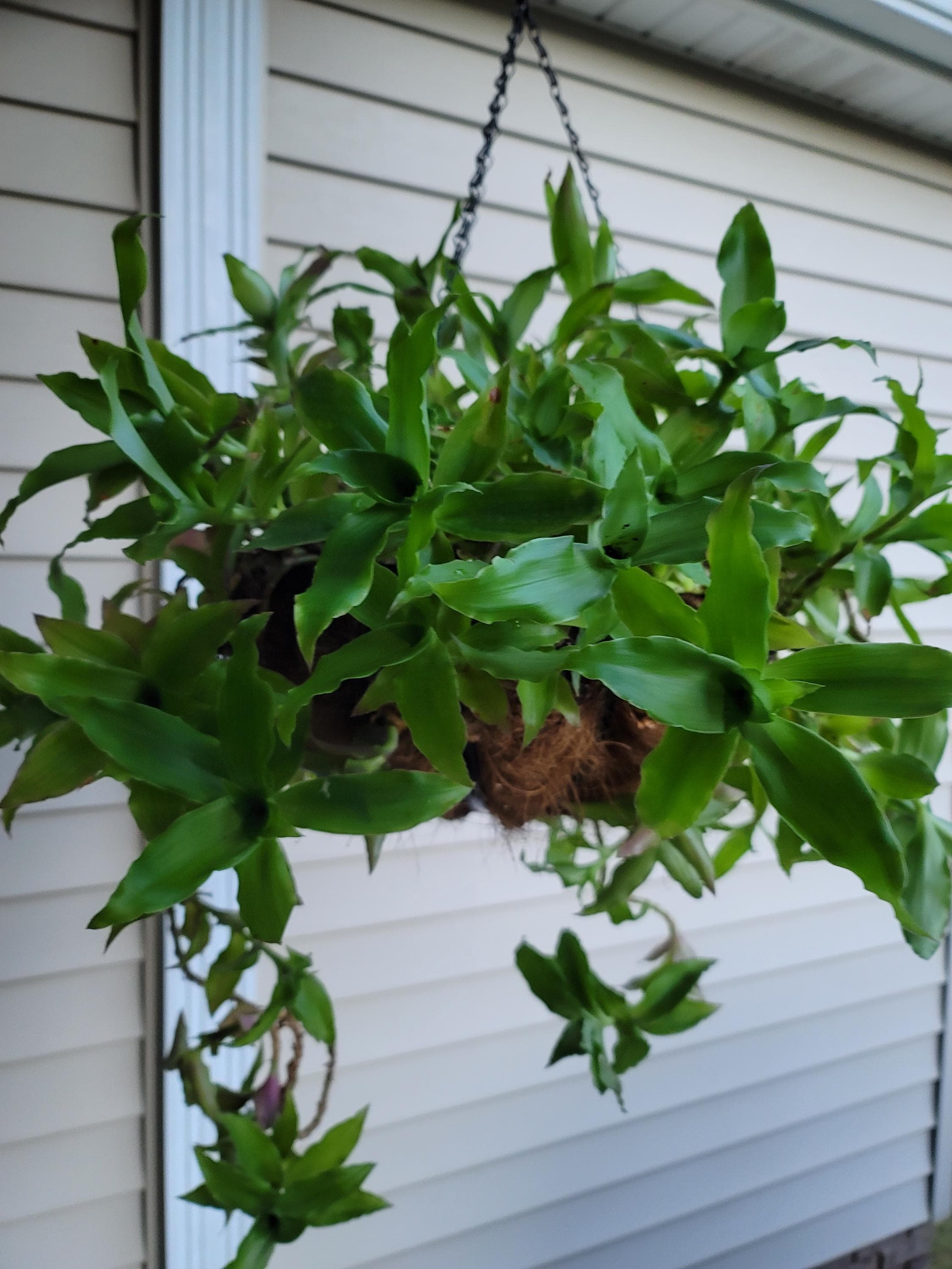 2 Basket Plants | Callisia Octopus Chain - Live Rooted Houseplants