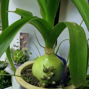Pregnant Sea Onion succulent- baby shower idea Rare exotic live house plant fast shipping