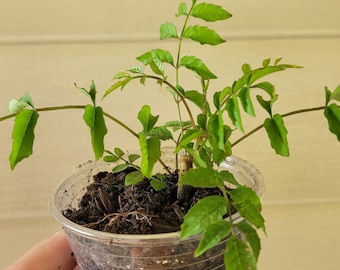 Trumpet Vine Live Plant – Hummingbird Magnet Climber for Gardens Pollinators
