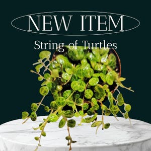 Rare String of Turtles Peperomia – Nice & Full