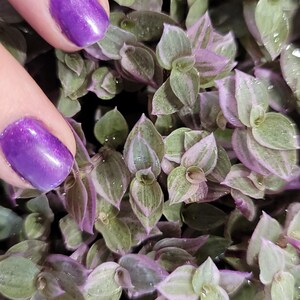 This vibrant Callisia Pink Panther—aka Callisia Repens, Pink Lady, Turtle Vine, and Inch Plant—thrives in hanging baskets where its pink trailing vines spill beautifully. It’s easy to grow in rock wall cracks or as a ground cover, and adapts effortlessly as an indoor or outdoor plant for any skill level. Easter spring live house plant sale.