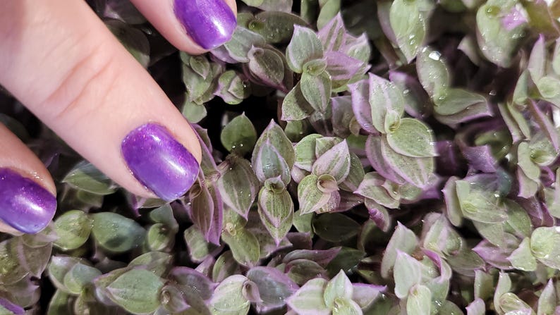 This vibrant Callisia Pink Panther—aka Callisia Repens, Pink Lady, Turtle Vine, and Inch Plant—thrives in hanging baskets where its pink trailing vines spill beautifully. It’s easy to grow in rock wall cracks or as a ground cover, and adapts effortlessly as an indoor or outdoor plant for any skill level. Easter spring live house plant sale.