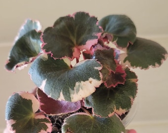 Strawberry Begonia Variegated Tricolor– Rare Live Houseplant