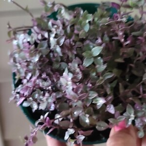 Callisia Pink Panther, also called Callisia Repens, Pink Lady, Turtle Vine, and Inch Plant, is a hardy, easy‑to‑grow trailing plant ideal for hanging baskets, rock wall crevices, or bright indoor shelves. Outdoors, it forms a charming ground cover, and indoors it stays compact and colorful with very little maintenance. Easter spring live house plant sale. Gift for mother father dad mom day, teacher gift or friend.