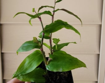 Tradescantia Fluminensis Green Wandering Jew Trailing Basket Live Houseplant