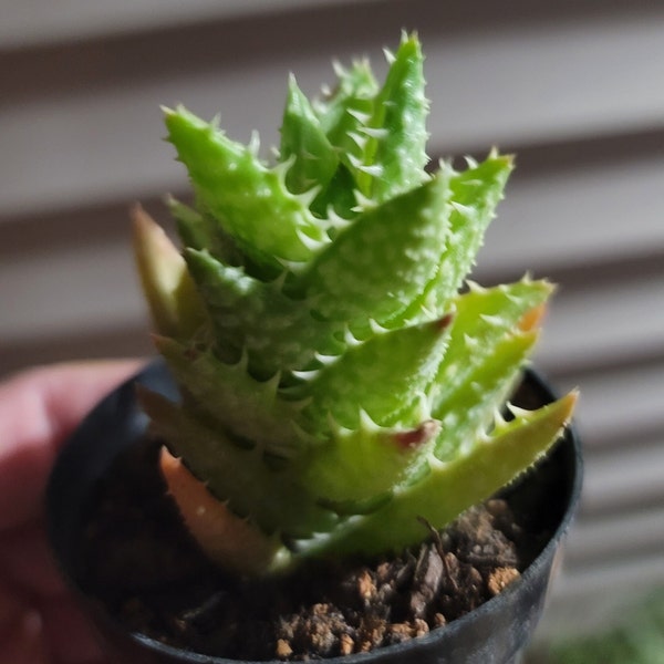 Tiger jaw - very rare succulent- live rooted plant - Faucaria tigrina mother day sale