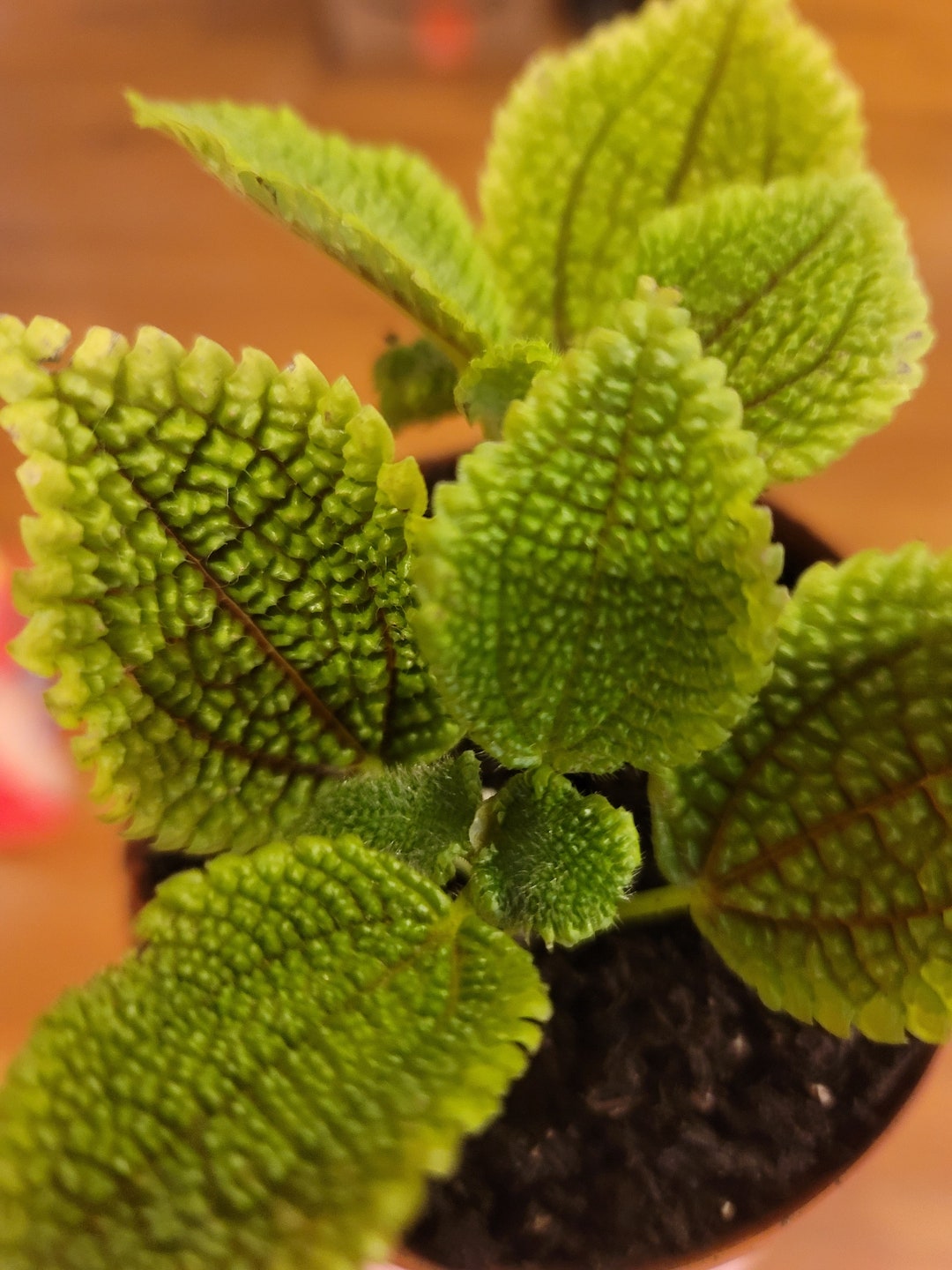 Enigmatic Pilea Moon Valley: An Enchanting Touch Of Lunar Elegance