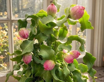 Hoya Curly Sue Orchid Cactus- Curly Locks Epiphyllum- Balcony plant