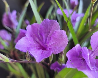 4 Large Mexican Petunia- 4 Purple Showers Ruellia Live Plants- Pollinators- Natural privacy plant